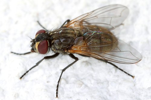 Mouche domestique