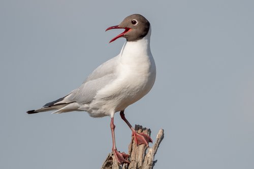 Mouette rieuse