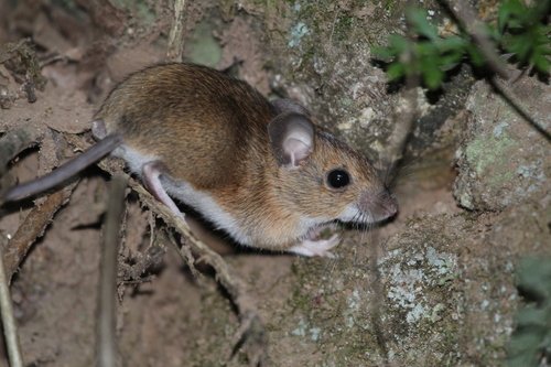 Mulot sylvestre