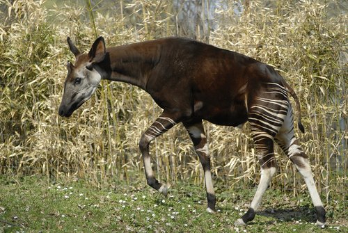 Okapi