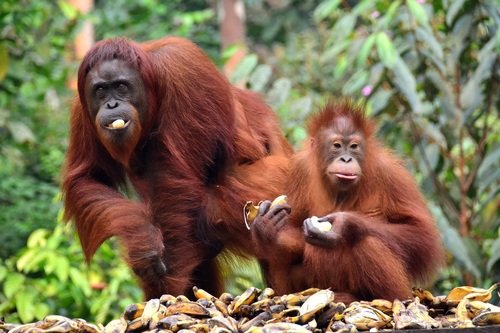 Orang-outan de Bornéo