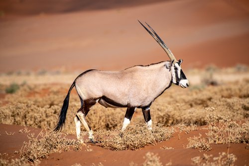 Oryx