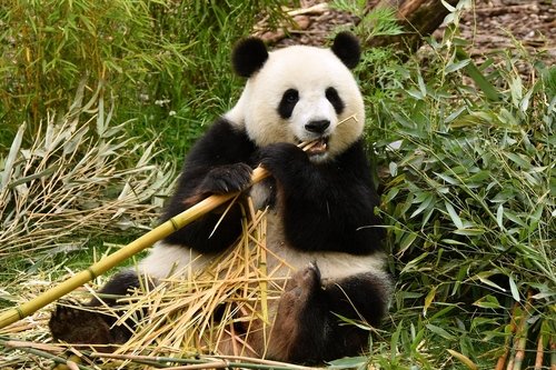 Panda géant