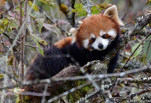 Panda roux