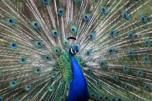 Paon bleu