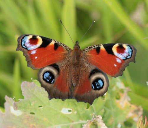 Paon-du-jour