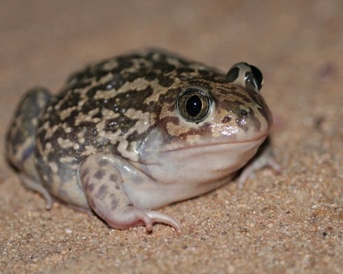 Pélobate cultripède