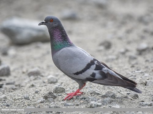Pigeon biset