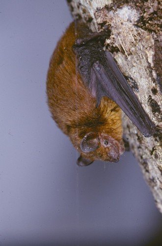 Pipistrelle commune