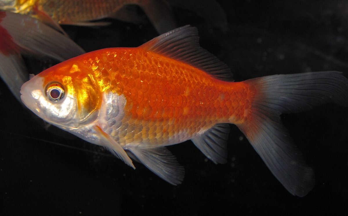 Poisson rouge