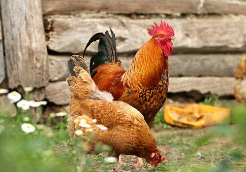Poule domestique