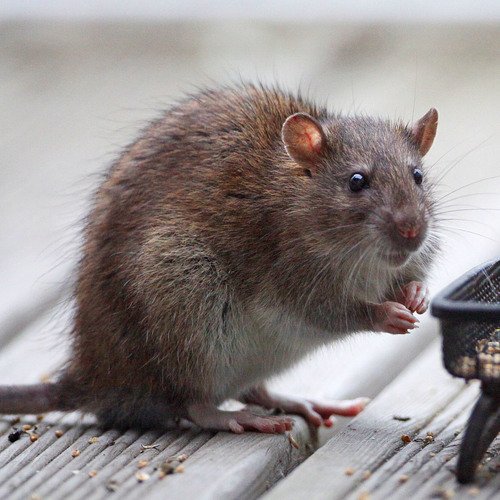 Rat brun