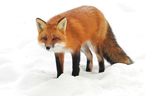 Renard roux