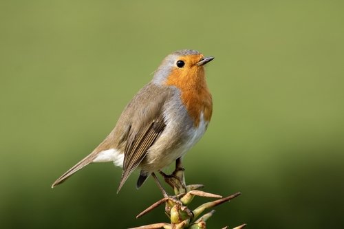Rouge-gorge familier