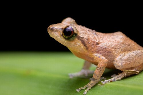 Salamandre tachetée