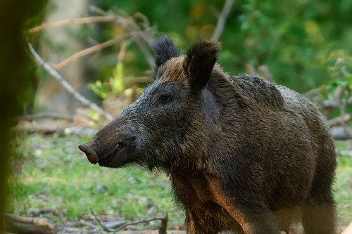 Sanglier