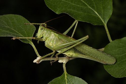 Sauterelle verte