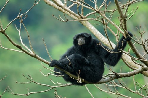Siamang