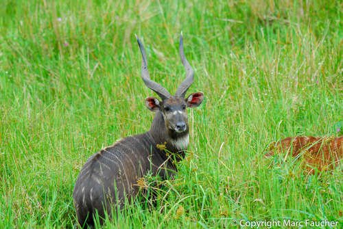 Sitatunga