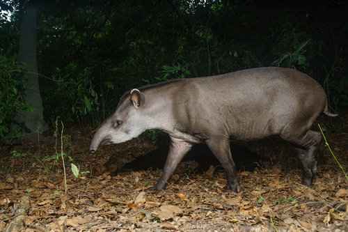 Tapir terrestre