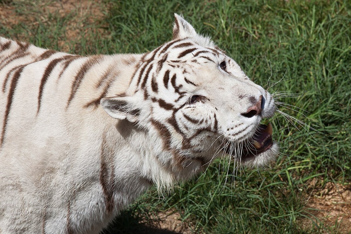 Tigre blanc
