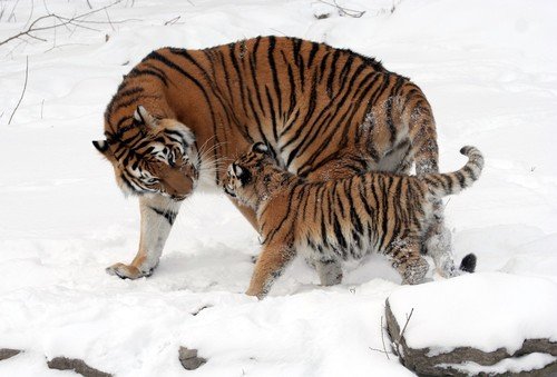 Tigre de Sibérie
