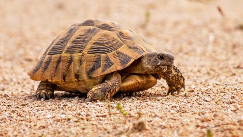 Tortue d’Hermann