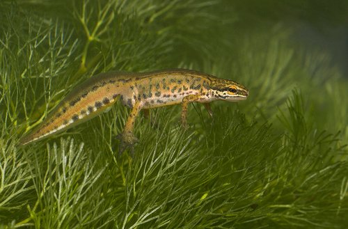 Triton palmé