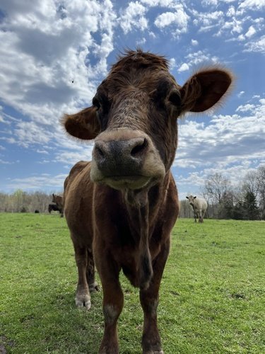 Vache