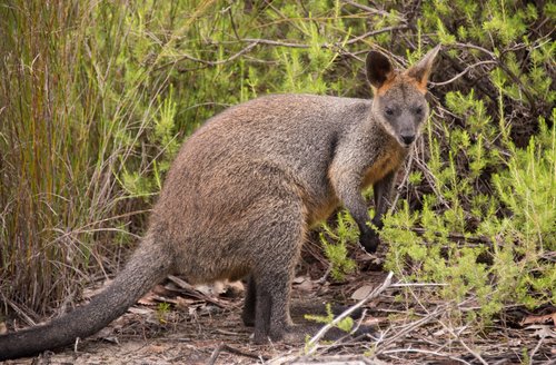 Wallaby bicolore